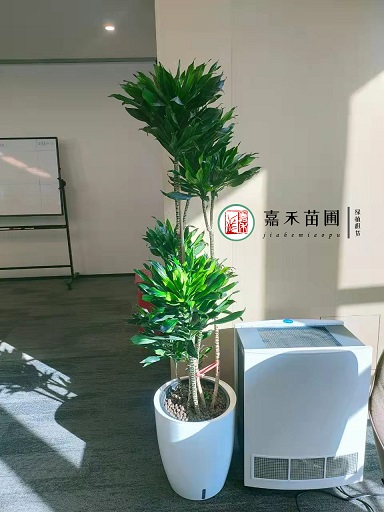 西安酒店绿植租摆|西安嘉禾苗圃