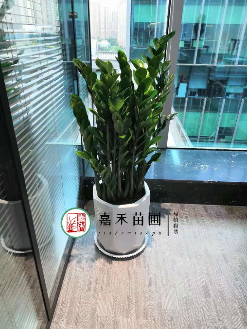 西安植物租赁公司|西安嘉禾苗圃