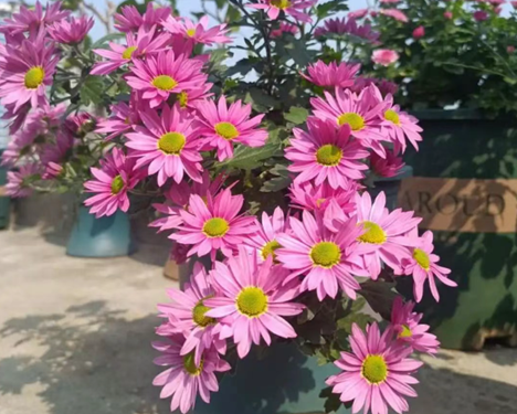 菊花小苗，收到后怎么种？
