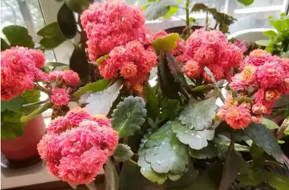 长寿花开花期间，别做5件事，不然落花又掉苞，看着就心疼！