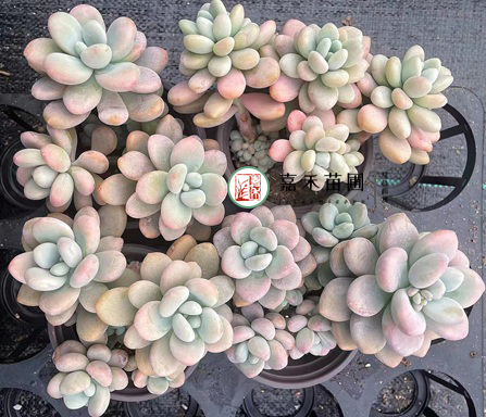 多肉总不长侧芽？3个小方法，让&ldquo;单头&rdquo;变&ldquo;多头&rdquo;