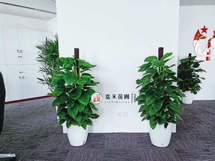 西安绿植租赁不止美观：藏在绿意里的环保密码，践行可持续生活