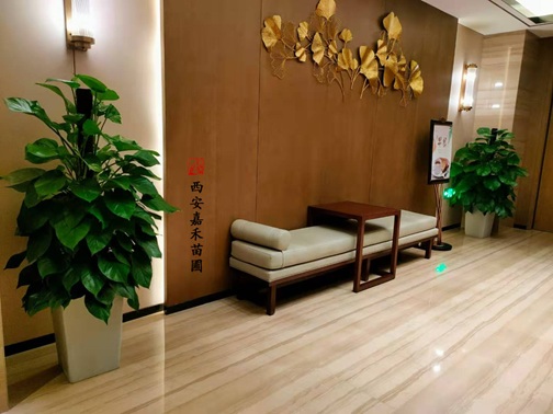 西安花卉租赁商家|西安嘉禾苗圃