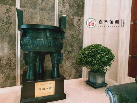 西安酒店绿植租赁，推荐西安嘉禾苗圃