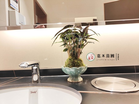 西安绿植租赁|西安嘉禾苗圃